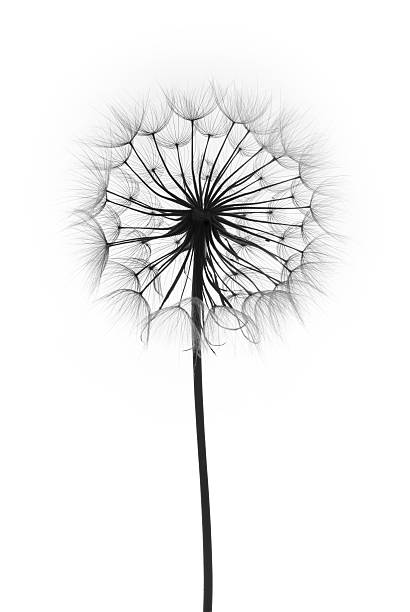 istock dandelion flower on a white background 528587923