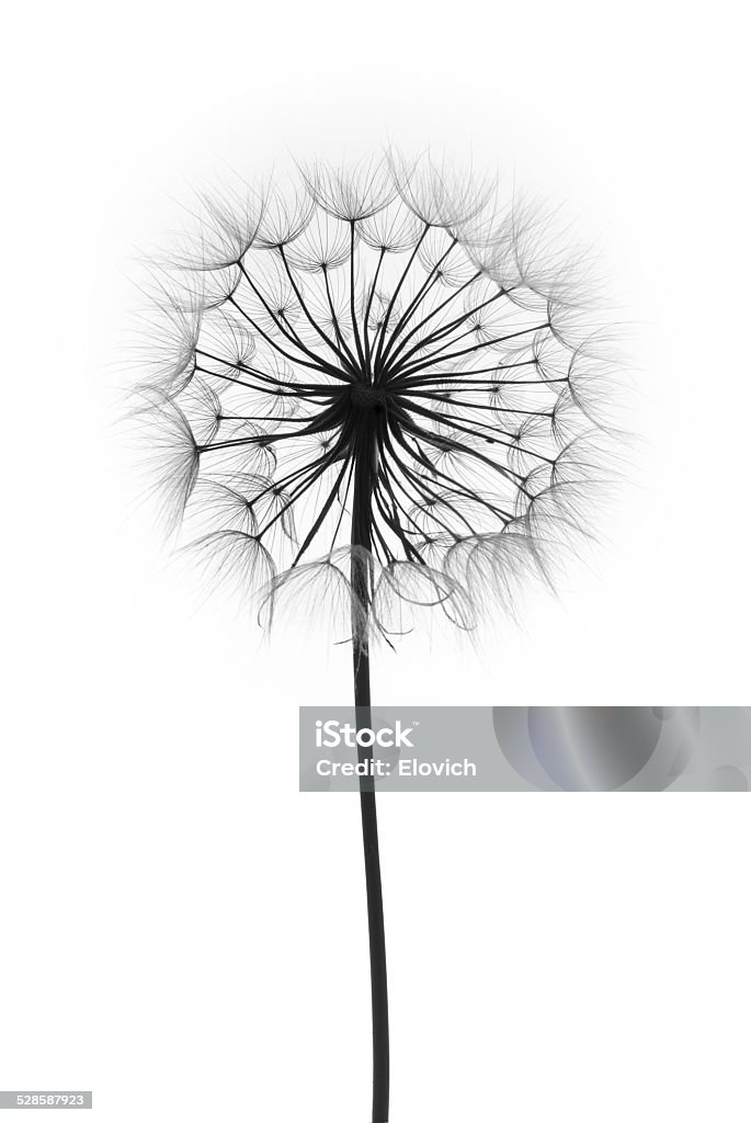 dandelion flower on a white background dandelion flower on a white background, silhouette Abstract Stock Photo