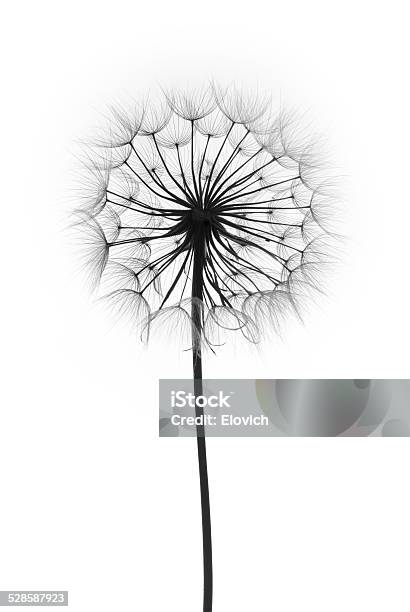 Dandelion Flower On A White Background Stock Photo - Download Image Now - Abstract, Biology, Blowing