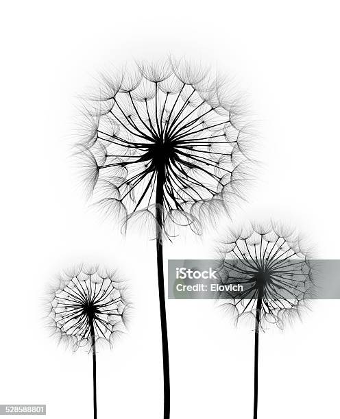 Dandelion Flower On A White Background Stock Photo - Download Image Now - Abstract, Biology, Blowing