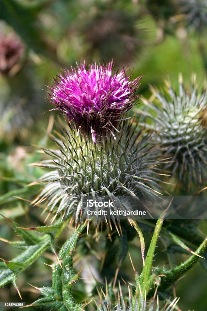 Flowering Thistle in Scotland Flowering Scottish thistle, photographed in summer when the thistle flower head is in bloom. Taken in the Scottish Borders. Close-up Stock Photo