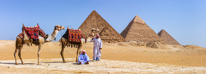 Cairo, Egypt - January 31, 2023: bedouins on brightly decorated camels greet visitors of the Great Pyramids of Giza