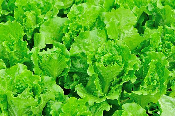 istock lettuce plants in garden 528607145