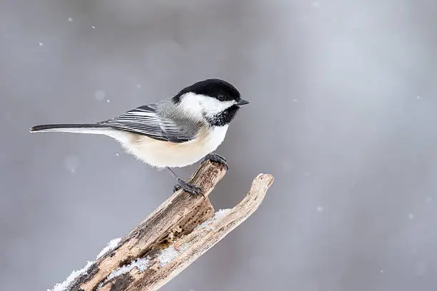 Black-capped Chickadee - Poecile atricapillus, perched on a dead branch during a snow fall.