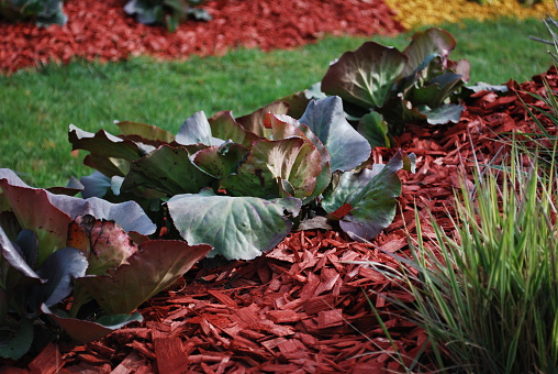 Bergenia cordifolia Purpurea on the flower bed, sprinkler with red dyed mulch. Ornamental plants for landscaping.
