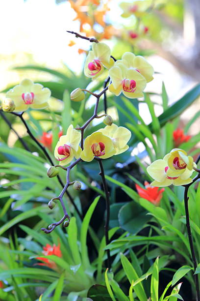 istock Orchid flower blossom in garden 528608725