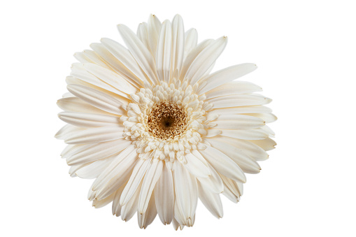 White daisy( White Gerbera) on pure white. clipping path included.