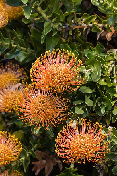 istock pincushion protea flower heads 528610087