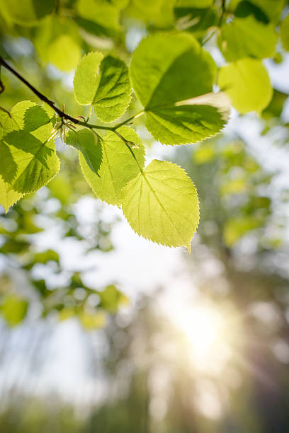 istock Backlit Tilia cordata Leaves 528611344
