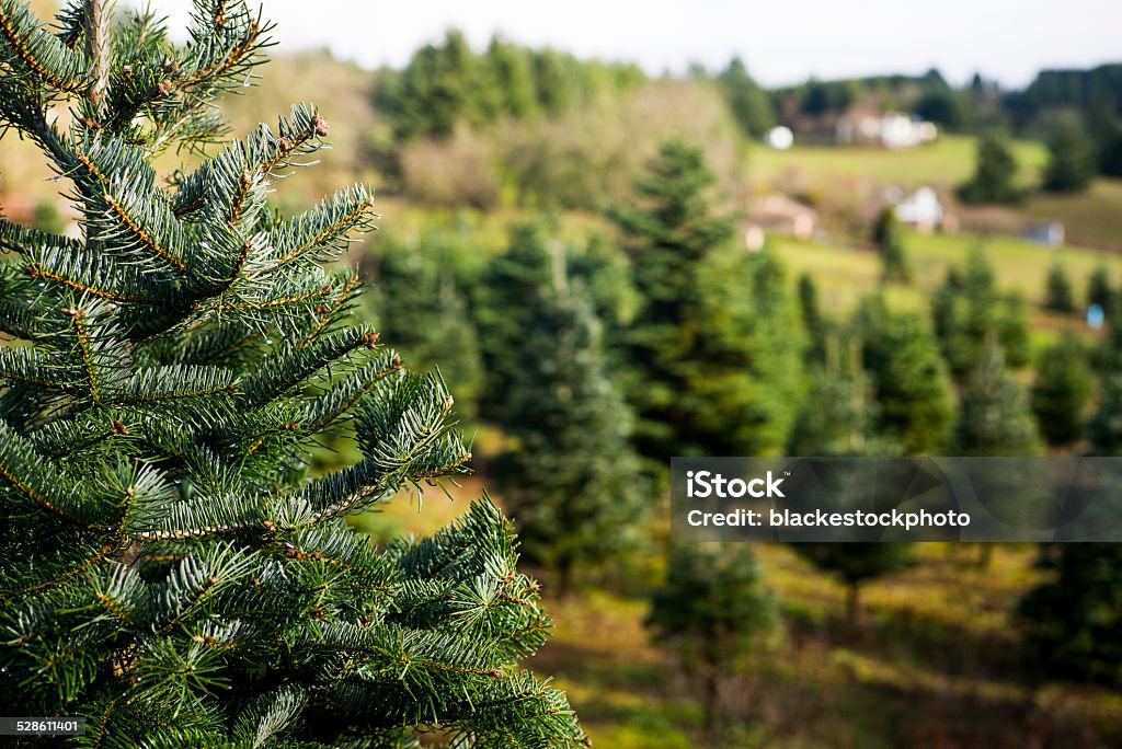 Arbres de Noël arbre farm - Photo de Pépinière de sapins de Noël libre de droits