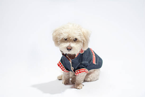 Tulear cotton wearing blue jeans White dog wearing jeans coton de tulear stock pictures, royalty-free photos & images