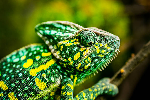 chamäleon auf baum - chameleon africa rainforest leaf stock-fotos und bilder