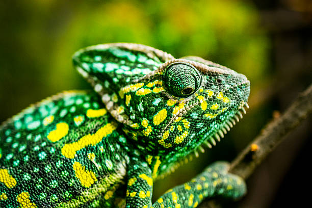 camaleonte a albero - nobody animals in the wild lizard reptile foto e immagini stock