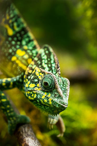chamäleon auf baum - chameleon africa rainforest leaf stock-fotos und bilder