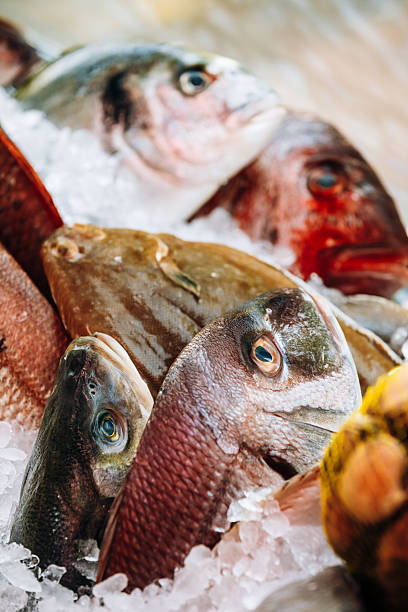 istock Fresh fish on ice on market store shop. Dorado fish 528614394