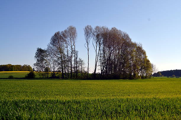 Experience the serene beauty of a secluded grove of leafless trees standing on a gently rolling field, bathed in soft light. This Irish countryside scene evokes seasonal change and natural simplicity.