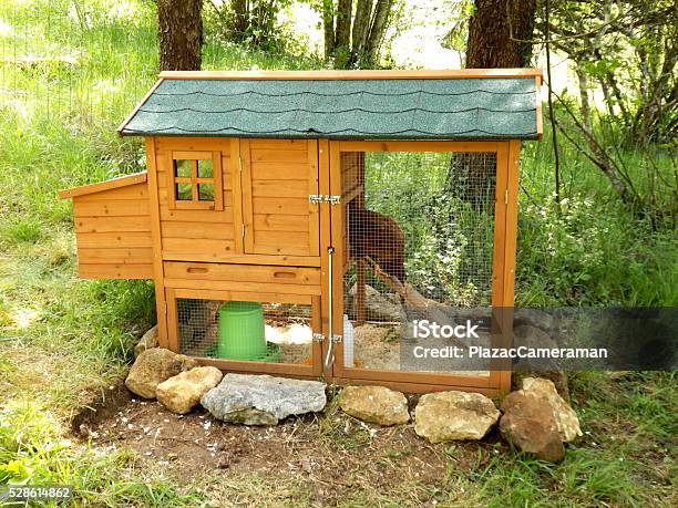 Chicken Shed Stock Photo - Download Image Now - Agriculture, Animal, Beak