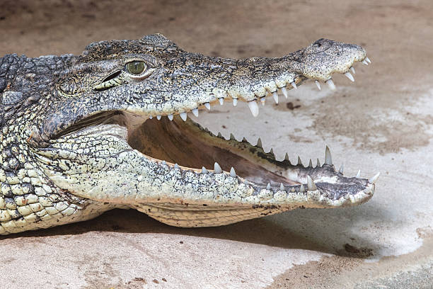 istock wide open crocodile mouth detail 528615938