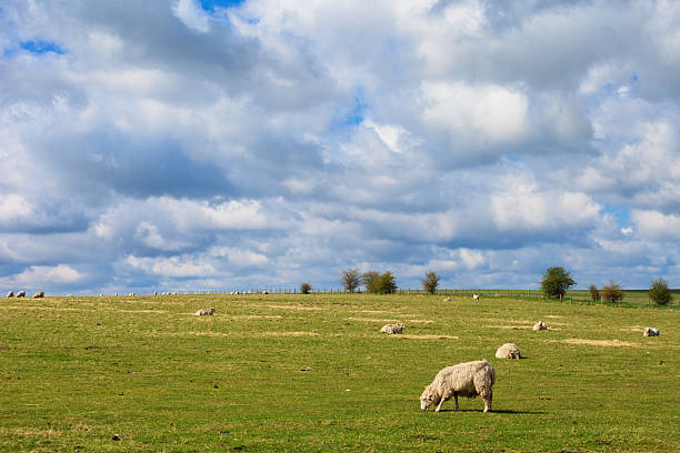 istock Sheeps near Stonehenge landscape England 528616866