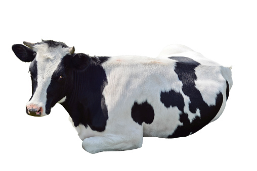 Black and white cow lying