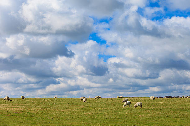 istock Sheeps near Stonehenge landscape England 528617244