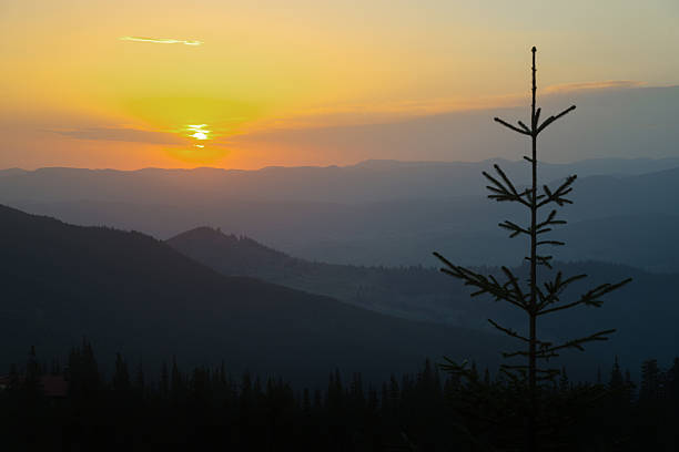 istock mountains sunrise scene  with fir in foreground 528617734