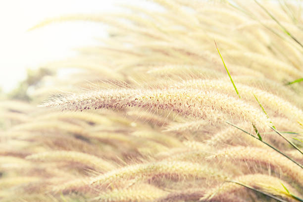istock maedow flower field, abstract maedow background soft focus 528620036