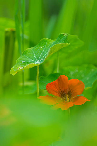 istock Orange flower on green background 528620438