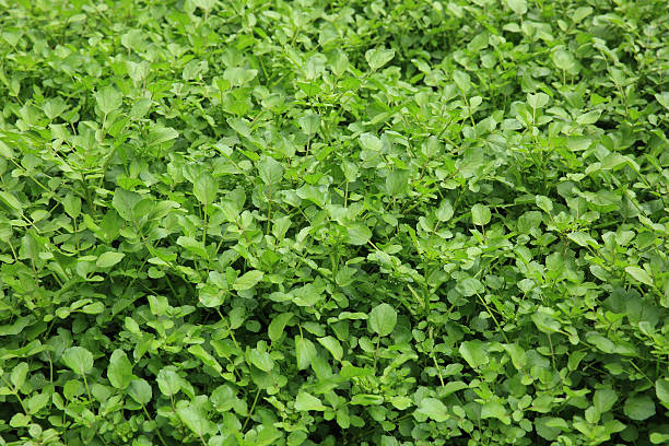 istock green watercress plants in growth at vegetable garden 528620942