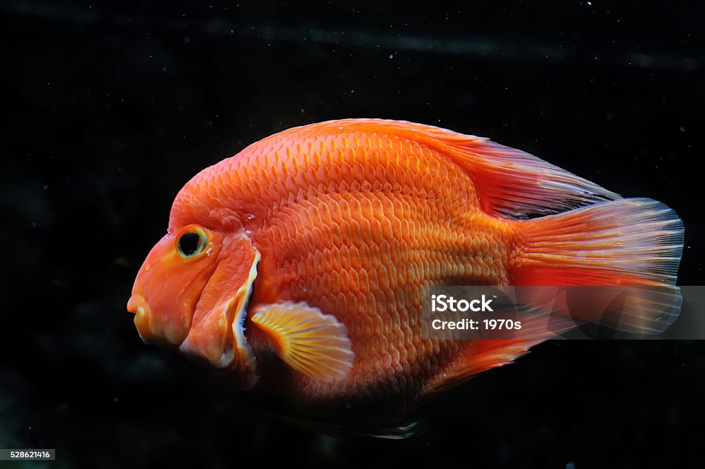 Blood parrot cichlid Blood parrot cichlid in the dark background. Animal Stock Photo