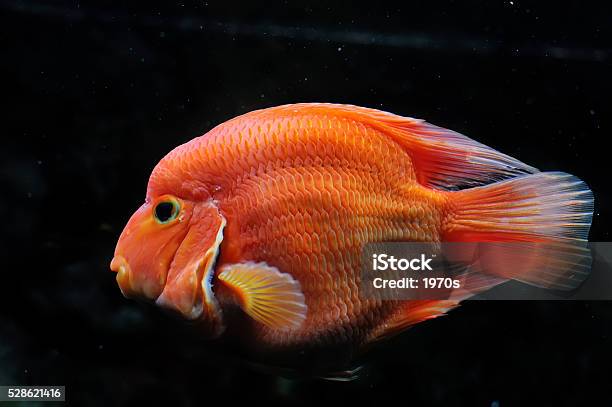 Blood Parrot Cichlid Stock Photo - Download Image Now - Animal, Animal Body, Animal Fin