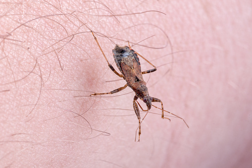 Brown kissing bug on a people hand