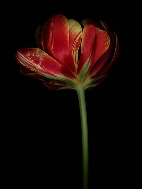 istock Colorful tulip isolated against a black background 528623106