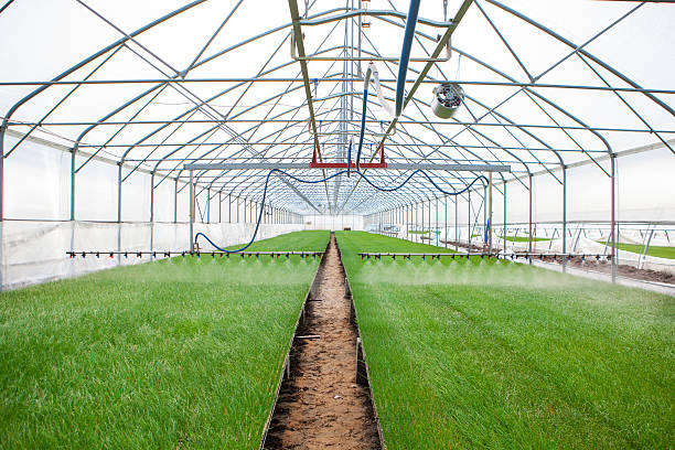 istock Greenhouse watering system in action 528623338