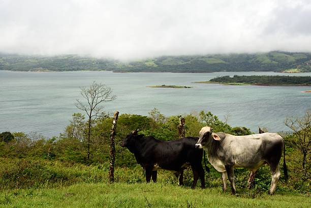 Arenal Vulcano Country Side - Costa Rica