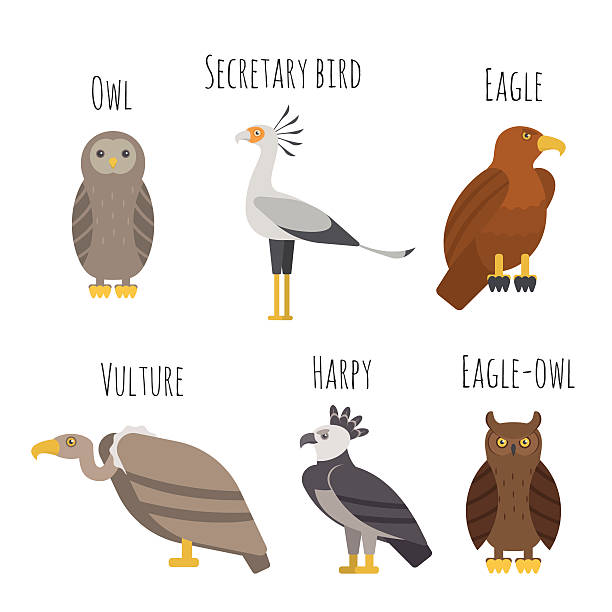 259 Harpy Eagles Illustrations & Clip Art - iStock | Blue headed parrots,  Wasp, Tayra