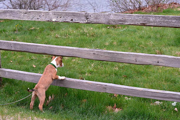 Cutest Puppy Standing On Fence