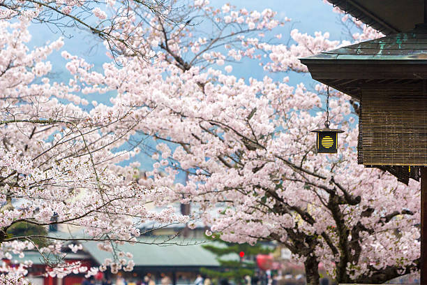 arashiyama park, a kyoto, giappone - oriental cherry tree foto e immagini stock