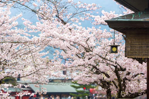 The corner of a restaurant in Arashiyama Park during spring blossoms. This is not on any temple or shrine grounds, and there is no entrance fee to this part of the park - it is free to the public.
