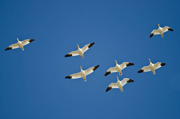 istock Flock of Snow Geese Flying in a Blue Sky 528627482