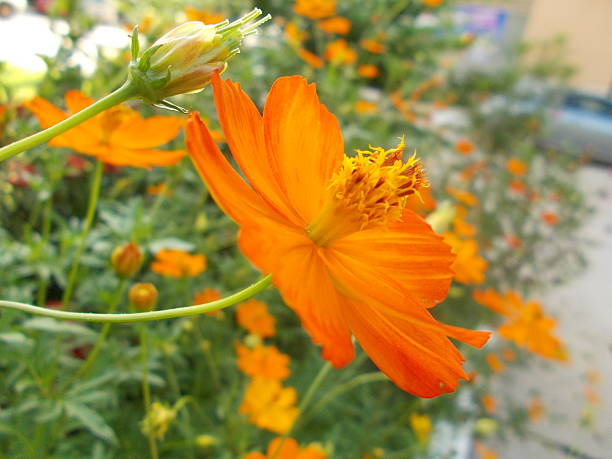 jaune wedelia. - spring close up daisy yellow photos et images de collection
