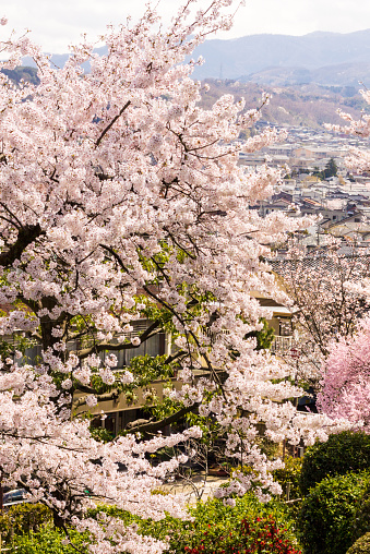 A view of cherry blossom trees in full bloom in the Central Honshu city of Kanazawa
