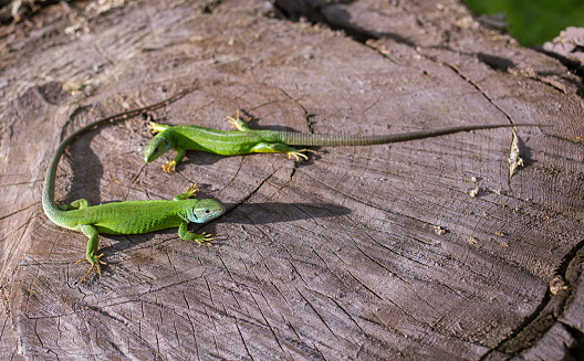 Green lizard in the wild in the mating season.