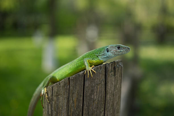 istock Green lizard in the wild 528629950