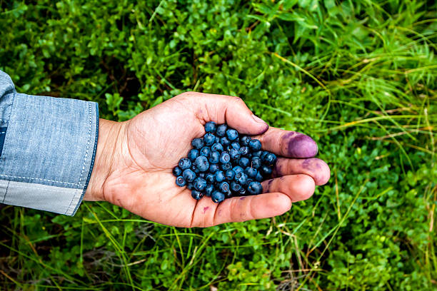 istock handful of huckleberries 528630532