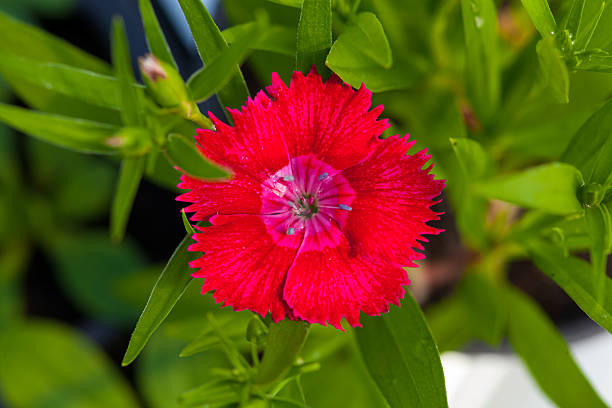 istock One flower red colour on green natural background 528630890