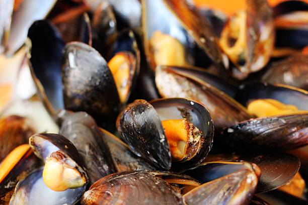 Steamed Mussels stock photo
