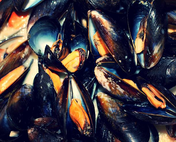 Steamed Mussels stock photo