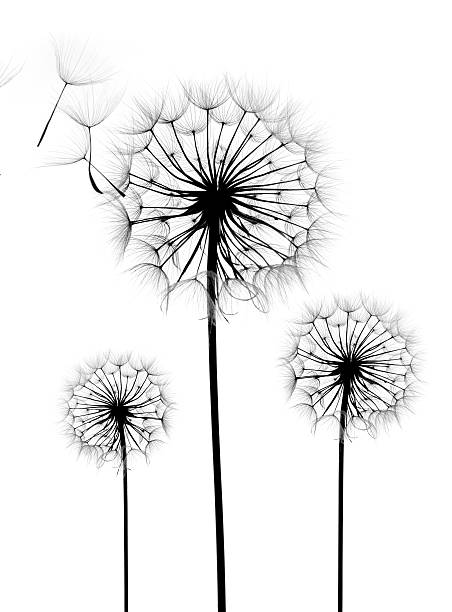 istock dandelion flower on a white background 528631759