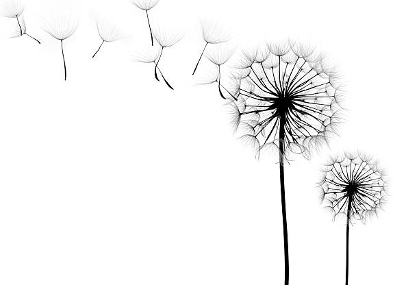 istock dandelion flower on a white background 528631763